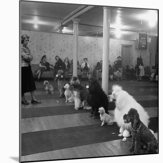 Poodle's Being Trained in Obedience School-null-Mounted Photographic Print