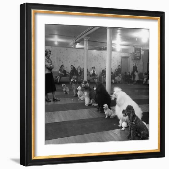 Poodle's Being Trained in Obedience School-null-Framed Photographic Print