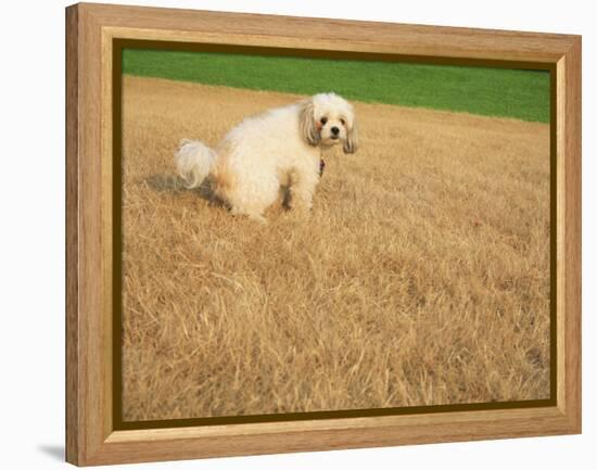 Poodle Urinating on Dead Grass-Steve Cicero-Framed Premier Image Canvas