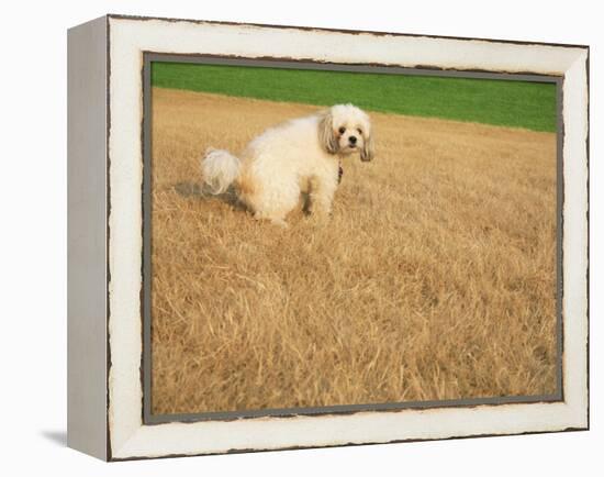 Poodle Urinating on Dead Grass-Steve Cicero-Framed Premier Image Canvas