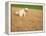 Poodle Urinating on Dead Grass-Steve Cicero-Framed Premier Image Canvas