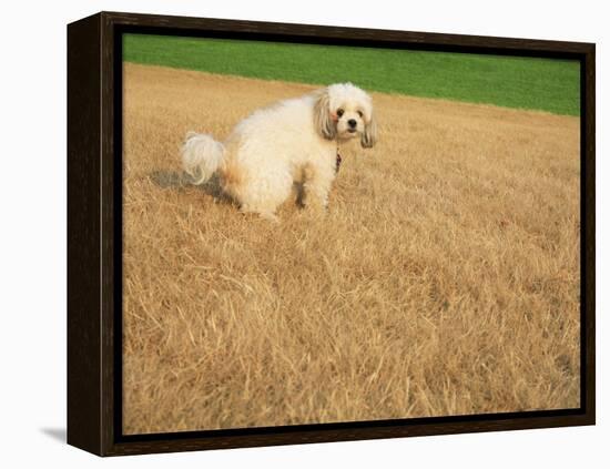 Poodle Urinating on Dead Grass-Steve Cicero-Framed Premier Image Canvas