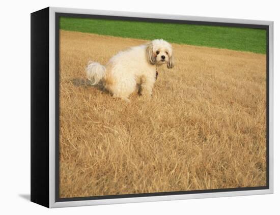 Poodle Urinating on Dead Grass-Steve Cicero-Framed Premier Image Canvas