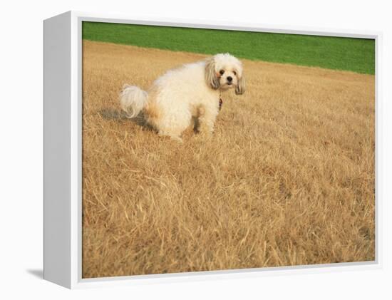 Poodle Urinating on Dead Grass-Steve Cicero-Framed Premier Image Canvas