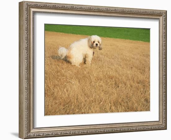 Poodle Urinating on Dead Grass-Steve Cicero-Framed Photographic Print