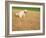 Poodle Urinating on Dead Grass-Steve Cicero-Framed Photographic Print