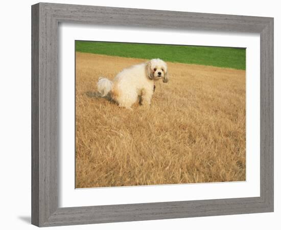 Poodle Urinating on Dead Grass-Steve Cicero-Framed Photographic Print