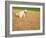 Poodle Urinating on Dead Grass-Steve Cicero-Framed Photographic Print