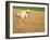 Poodle Urinating on Dead Grass-Steve Cicero-Framed Photographic Print