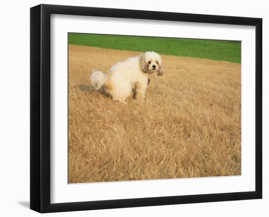 Poodle Urinating on Dead Grass-Steve Cicero-Framed Photographic Print