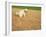 Poodle Urinating on Dead Grass-Steve Cicero-Framed Photographic Print