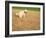 Poodle Urinating on Dead Grass-Steve Cicero-Framed Photographic Print