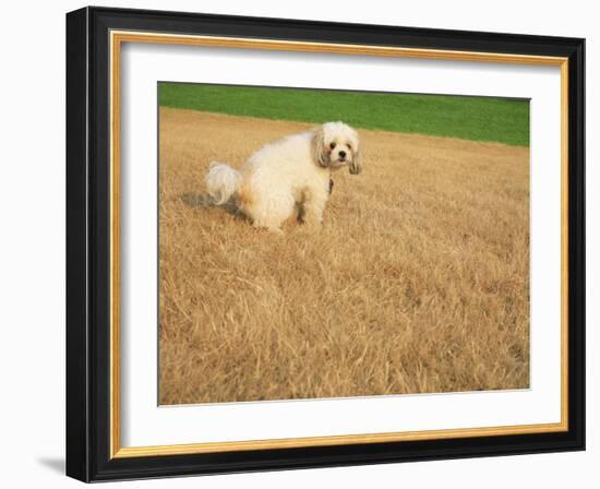 Poodle Urinating on Dead Grass-Steve Cicero-Framed Photographic Print