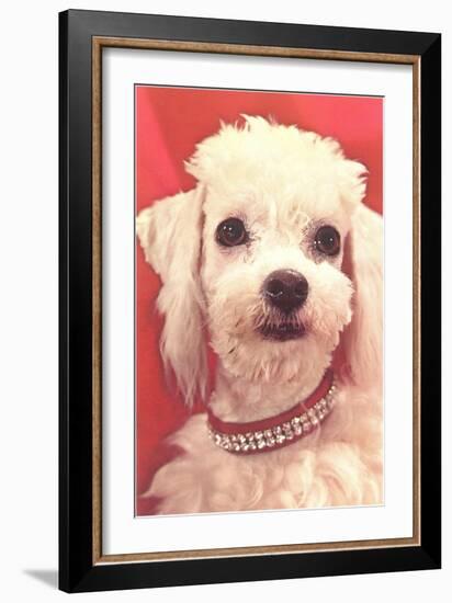 Poodle with Diamond Collar-null-Framed Art Print