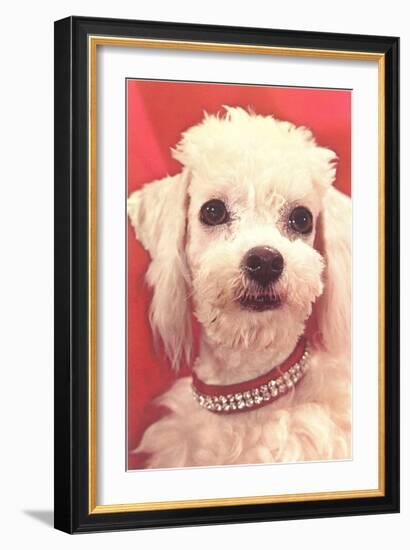 Poodle with Diamond Collar-null-Framed Art Print