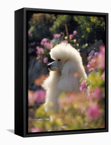 Poodle-null-Framed Premier Image Canvas