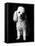 Poodle-null-Framed Premier Image Canvas