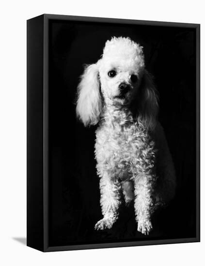 Poodle-null-Framed Premier Image Canvas