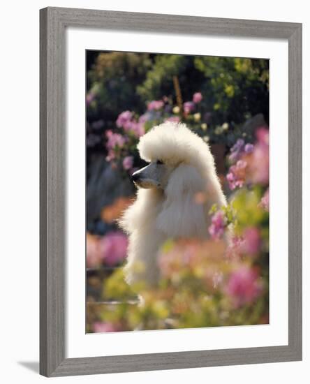 Poodle-null-Framed Photographic Print