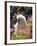 Poodle-null-Framed Photographic Print