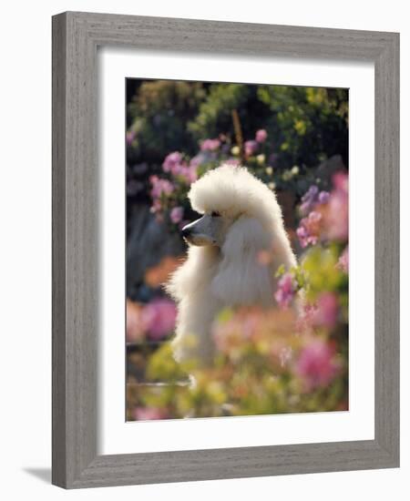 Poodle-null-Framed Photographic Print