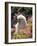 Poodle-null-Framed Photographic Print