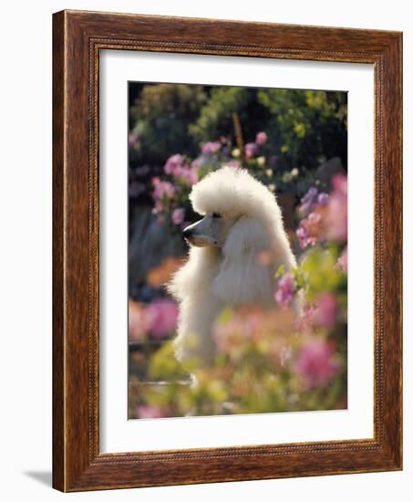 Poodle-null-Framed Photographic Print