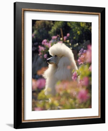 Poodle-null-Framed Photographic Print