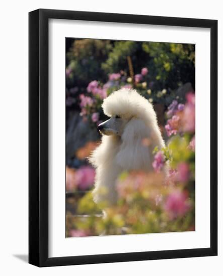 Poodle-null-Framed Photographic Print