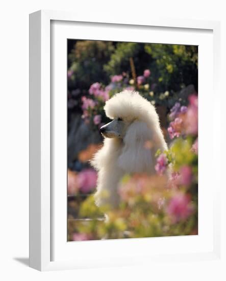 Poodle-null-Framed Photographic Print