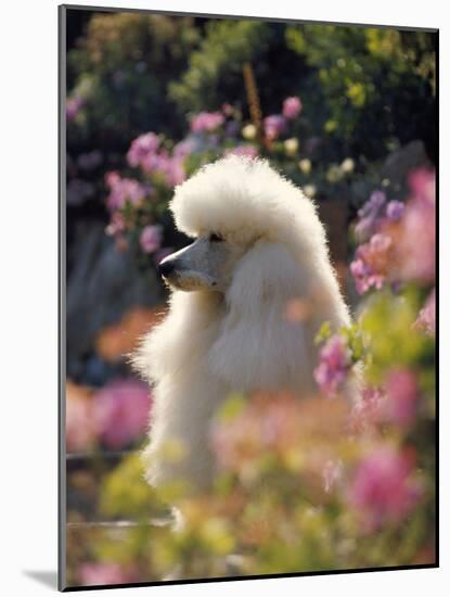 Poodle-null-Mounted Photographic Print