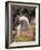 Poodle-null-Framed Photographic Print