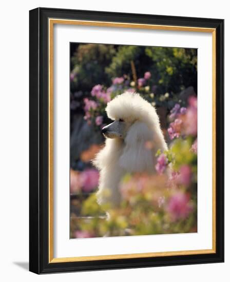 Poodle-null-Framed Photographic Print