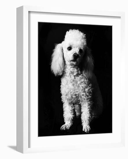 Poodle-null-Framed Photographic Print