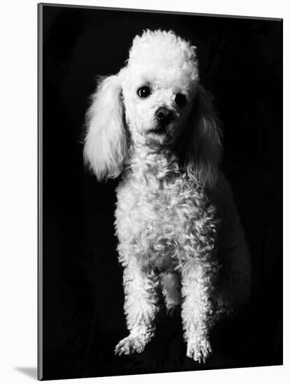 Poodle-null-Mounted Photographic Print