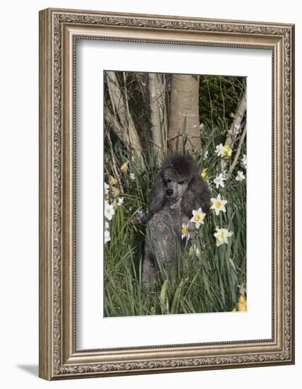 Poodle-Lynn M^ Stone-Framed Photographic Print