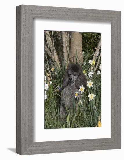 Poodle-Lynn M^ Stone-Framed Photographic Print