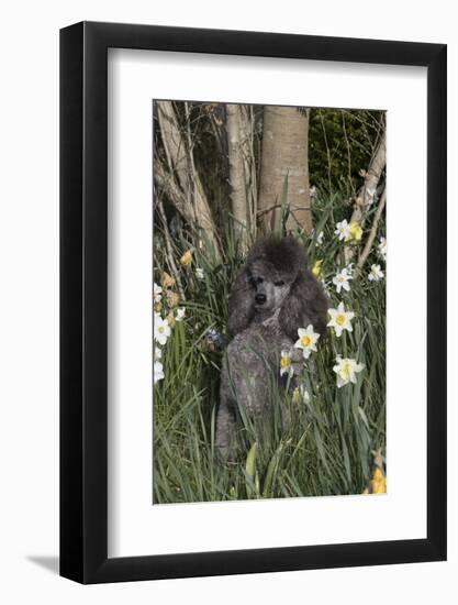 Poodle-Lynn M^ Stone-Framed Photographic Print