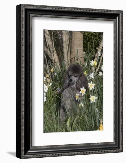 Poodle-Lynn M^ Stone-Framed Photographic Print