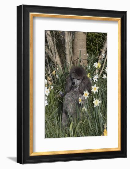 Poodle-Lynn M^ Stone-Framed Photographic Print