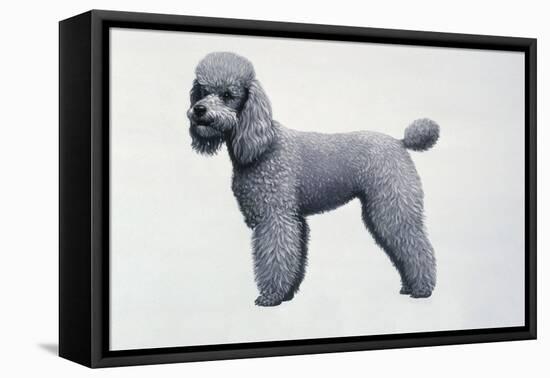 Poodle-Harro Maass-Framed Premier Image Canvas