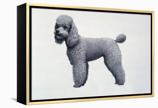 Poodle-Harro Maass-Framed Premier Image Canvas