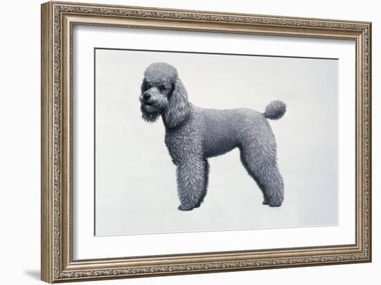 Poodle-Harro Maass-Framed Giclee Print