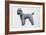 Poodle-Harro Maass-Framed Giclee Print