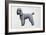 Poodle-Harro Maass-Framed Giclee Print