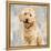 Poodle-Keri Rodgers-Framed Stretched Canvas