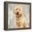 Poodle-Keri Rodgers-Framed Stretched Canvas