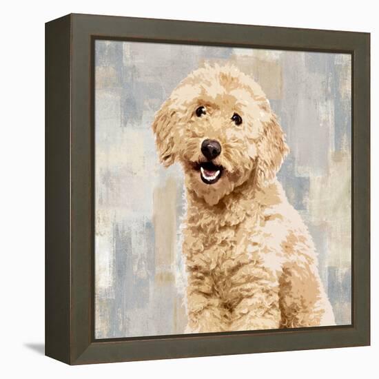 Poodle-Keri Rodgers-Framed Stretched Canvas