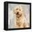 Poodle-Keri Rodgers-Framed Stretched Canvas