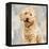 Poodle-Keri Rodgers-Framed Stretched Canvas